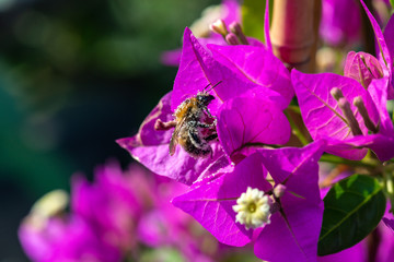 diligent bee covered with pollen on a leaf of a Bougainvillae
