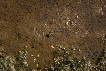 Green Crab - Carcinus Maenas