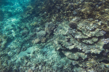 Naklejka na ściany i meble Indian Ocean Corals
