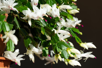 blooming christmas cactus with white blossoms and pink pistils