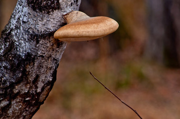 mushroom in forest