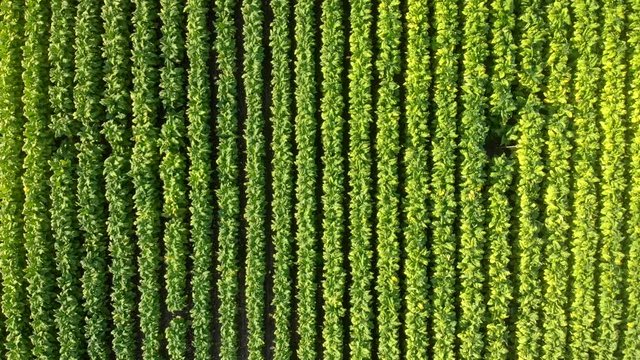 Aerial view of cultivated tobacco fields, in the Region of La Vera, Extremadura. Spain