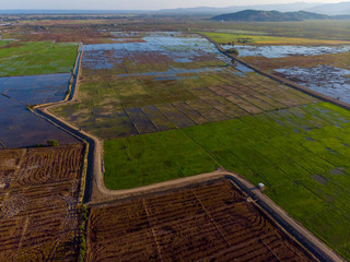 Beautiful Aerial image of young green paddy field and small hut at Kota Belud, Sabah, Borneo