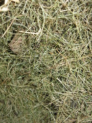 fine hay