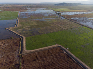 Beautiful Aerial image of young green paddy field and small hut at Kota Belud, Sabah, Borneo