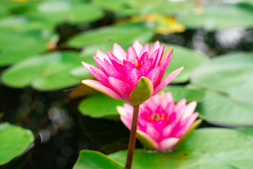 Pink lotus blossom flower bloommng in water pond