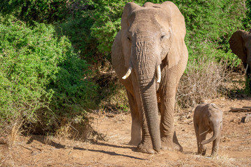 Fototapeta premium Mother and baby elephant from samburu kenya africa