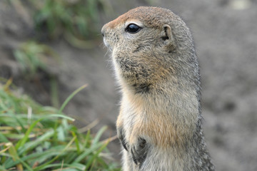 Naklejka na ściany i meble Portrait of Arctic ground squirrel, carefully looking around so as not to fall into the jaws of predatory beasts. Curious wild animal of genus rodents of squirrel family. Eurasia, Russia, Kamchatka.