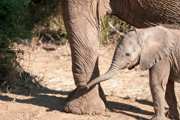 Baby elephant and mom in africa.
