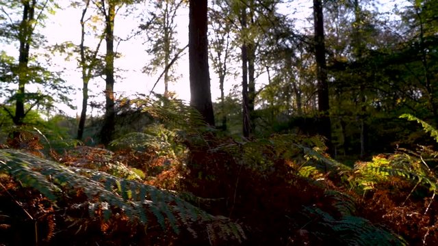 Ferns in a forrest during Autumn sunset in Tilburg, The Netherlands.