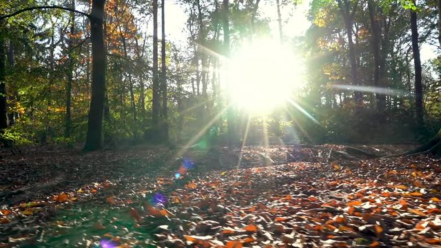 Forrest during Autumn sunset in Tilburg, The Netherlands.