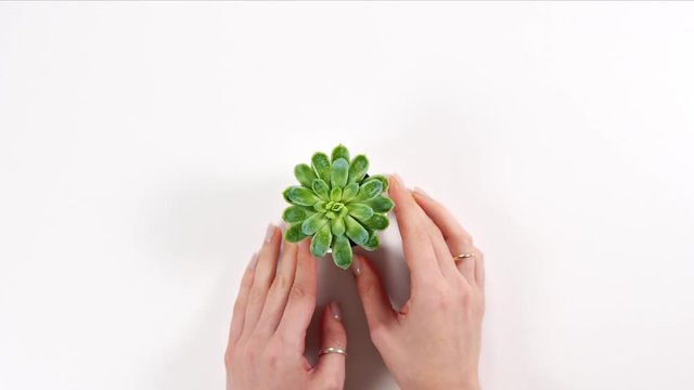 Top view. Female hands holding a succulent on a white background.