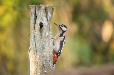 Beauty woodpecker on the wooden pole