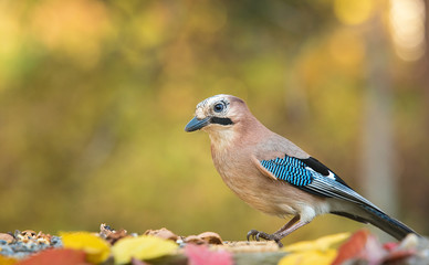 Eurasian Jay is sitting on the feeder