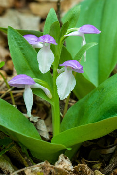 Showy orchis (Orchis spectabilis); native orchid blooming in May in Shenandoah National Park, Virginia, USA.