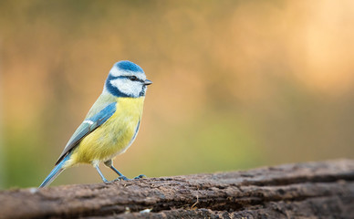 Closeup photo of a blue tit