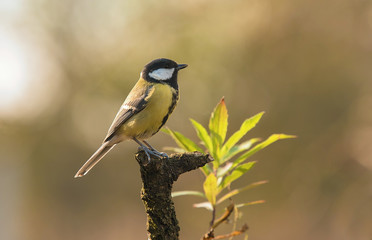 Obraz premium Great titmouse sitting on on a branch