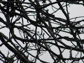 branches