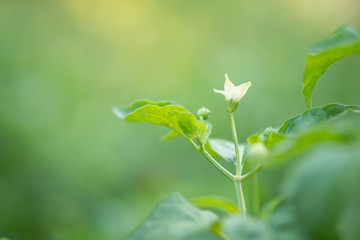Choose the focus point on the leaf,The leaves are fresh green with copy space,