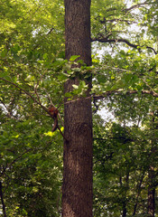 Fototapeta premium A squirrel sits on a tree branch, nibbles something. Red-haired beauty with a fluffy tail.