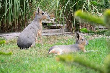 große Pampashasen liegen im Wildpark auf der Wiese