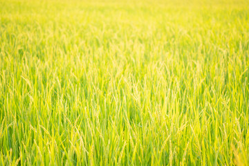 Rice in field conversion test at North Thailand,rice yellow color,Close up grain,abstract nature
