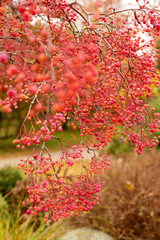 Korean tree with small pink fruits