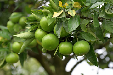 Young fruits of satsuma orange, on the branch