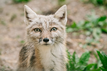 ein junger Fuchs im Wildpark zum Artenschutz