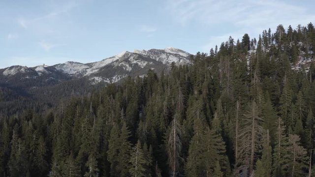 Aerial footage flying above a thick forest of pine trees high in the mountain tops of Sequoia National Forest. The shot flys forward, then rises.