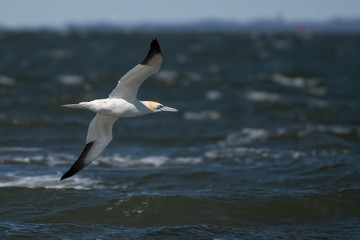 Fototapeta na wymiar A Northern Gannet in flight over the Atlantic Ocean.