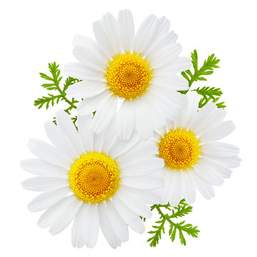 Chamomile or camomile flowers with leaves isolated on white background