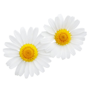 Chamomile or camomile flowers isolated on white background