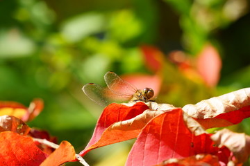 色づいた葉で羽を休めるとんぼ © ZUN