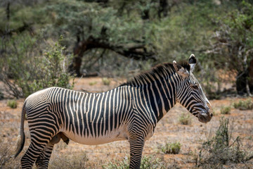 Fototapeta na wymiar Grevys zebra or Imperial zebra outdoors in the african wilderness in samburu national park in Kenya. Safari, wildlife and travel concept.