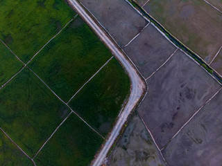  Aerial view of beautiful paddy field surrounding by small town at, Sabah, Borneo