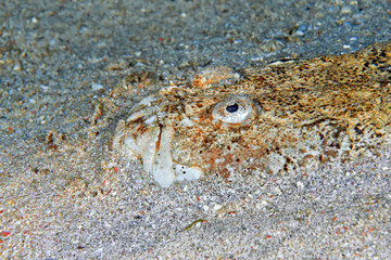 Stargazer (Uranoscopus chinensis) burrowed in the sand waiting for prey. Head close-up. Philippines.