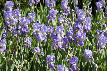Close up Bearded Iris Flowers in a Garden 
