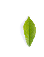 greeen leaf on isolated and white background