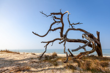 Knorriges Totholz am Weststrand der Ostsee