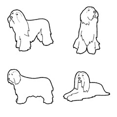 Bearded Collie Animal Vector Illustration Hand Drawn Cartoon Art