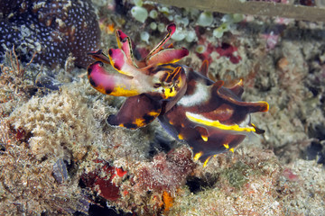 Flamboyant Cuttlefish (Metasepia pfefferi) walking over the corals. Underwater photography, Philippines.