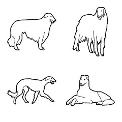 Borzoi Animal Vector Illustration Hand Drawn Cartoon Art
