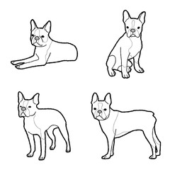 Boston Terrier Animal Vector Illustration Hand Drawn Cartoon Art