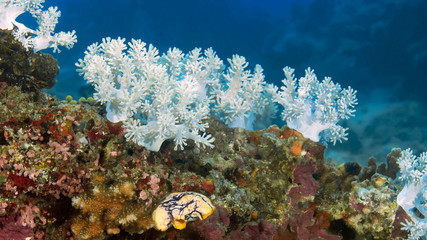 Soft coral of the family Xeniidae on the coral block. Philippines.