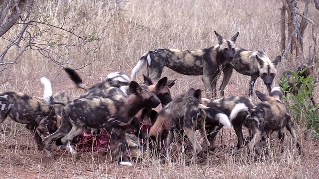 A large group of African wild dogs jostling for position as they all feed on a kill at the same time.