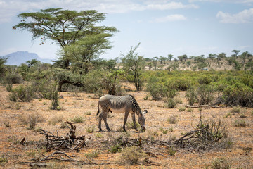 Grevys zebra or Imperial zebra outdoors in the african wilderness in samburu national park in Kenya. Safari, wildlife and travel concept.