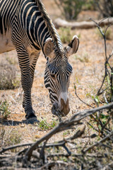 Grevys zebra or Imperial zebra outdoors in the african wilderness in samburu national park in Kenya. Safari, wildlife and travel concept.
