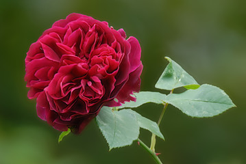 Red rose