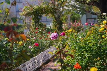 花壇の薔薇